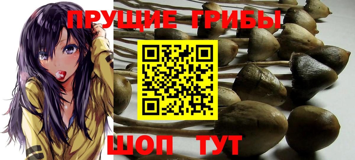Тельмана  купить  сайты  Вход с VPN  Галлюциногенные грибы GOLDEN TEACHER 